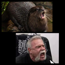 Hungry otter bears striking resemblance to angry human