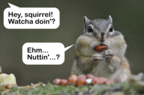 Hungry squirrel