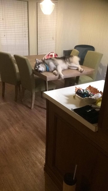 Huskies Are A Weird Breed