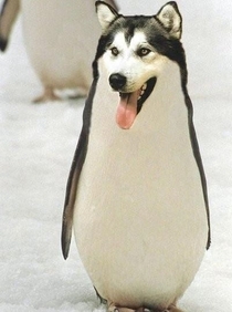 Husky Penguin 