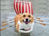 I accidentally typed Corgo ship instead of Cargo ship I was not disappointed at all
