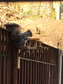 I also made a squirrel picnic bench