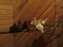 I am concerned my chickens are under apartheid rule They do this every night