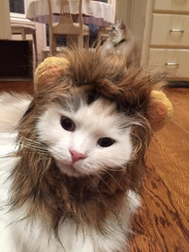 I am floof hear me rawr