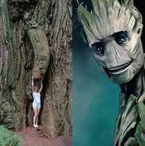 I AM GROOT