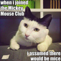 I am pawsitively sure I was told there would be mice