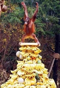 I am the banana king
