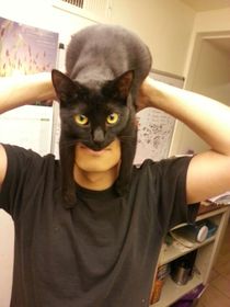 I am vengeance I am the night IamCATMAN