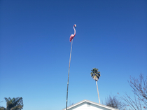 I asked my husband to get a new leg for the garden flamingo