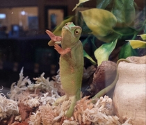 I asked this chameleon at the pet store if he wanted to come home with us and he gave us a noncommittal response