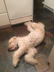 I assembled my dog wrong