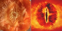 I ate a carrot today and found out Sauron is still alive