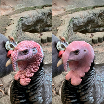 I attempted to smooth out a wrinkled turkey