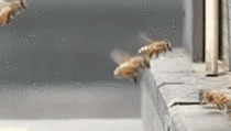I bet that you had no idea your life was lacking a slow-motion bee crash