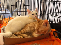 I bought a gigantic cat-bed but they still prefer the hamsters box