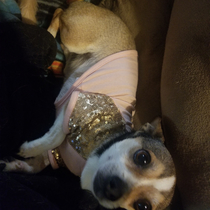 I bought my cat this shirt but she kept eating the sequins so I put in on my dog Juan Now I call him Elton Juan and no one at my house appreciates my dad jokes