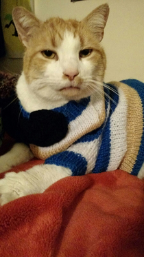 I bought my girlfriends cat a cute sweater and he was really excited about it