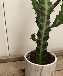 I broke my cactus pot and hes clearly pissed What a prick 