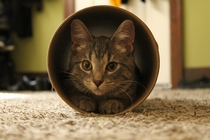 I brought home a cardboard tube for my little princess