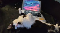I came home yesterday and heard my computer doing the photo sounds and was like wtf but it turned out my cat Draco was taking sensuel pictures from himself Busted