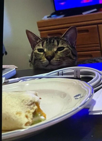 I can has burrito