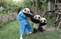I cannot help but laugh every time I see this photo pandas are the best