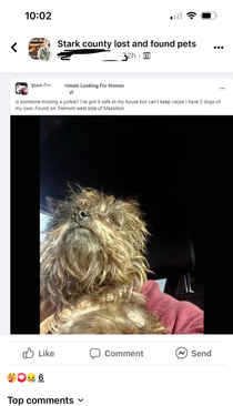 I cant be the only one who sees a look-a-like Chewbacca on my local pet Facebook group right I mean it even looks like there is that brown thing around his chest Happy side note The owner was found