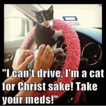 I cant drive Im a cat for Christ sake Take your meds 