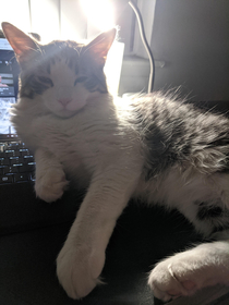 I cant seem to do anything on the computer now I guess its pettin time