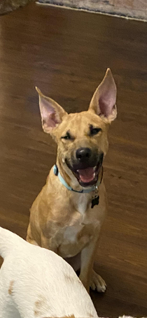 I cant think of a good title but this picture of my pup cracks me up