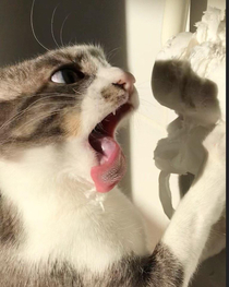 I caught my cat in the act of attacking a roll of toilet paper