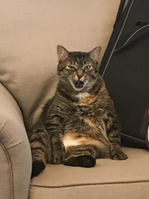 I caught my cat sitting like a human Also with her mouth open