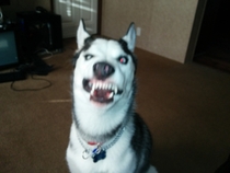 I caught my dog mid-sneeze