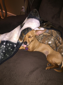 I caught my dog sleeping with her tongue out