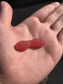 I caught my gummies in the middle of Telophase
