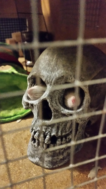 I caught the decorative skull in the rat cage looking back at me