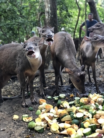 I Caught These Deer Eating at the Perfect Time