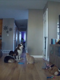 I checked our security camera today while out The animals were having a team meeting