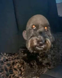 I cut my dogs hair yesteday This was a mistake