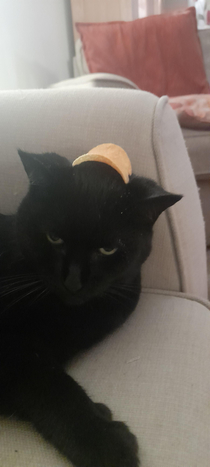I decided to put a pringle on my cats head and the look on her face is priceless