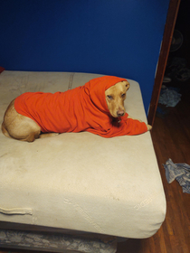 I decided to put my hoodie on my dog here you go