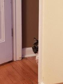 I didnt believe my husband when he texted and said the cat was acting suspiciously