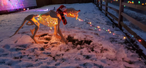 I didnt have a string of lights long enough for the whole fence so I made Kevin my Halloween sabertooth tiger eat the lights instead