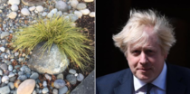 I discovered the Boris Johnson of rocks