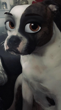 I do not regret this filter on my dog one bit