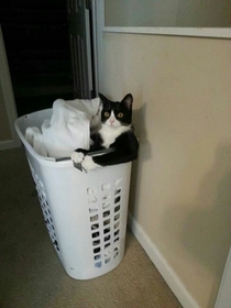 I dont always laundry