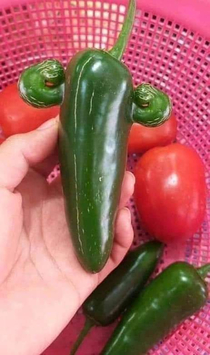 I dont know guys is this pepper too strong