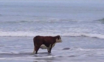 I dont know what this cow is going through but i think we can all relate