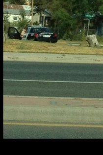 I dont know what to say about the cops in my town First they lose their tires now this