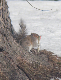 I dont know where he got it from Im assuming someone refrigerator but heres a Squirrel eating fully wrapped cheese stick